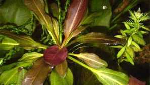 Echinodorus мала мечка: одгледување во аквариум